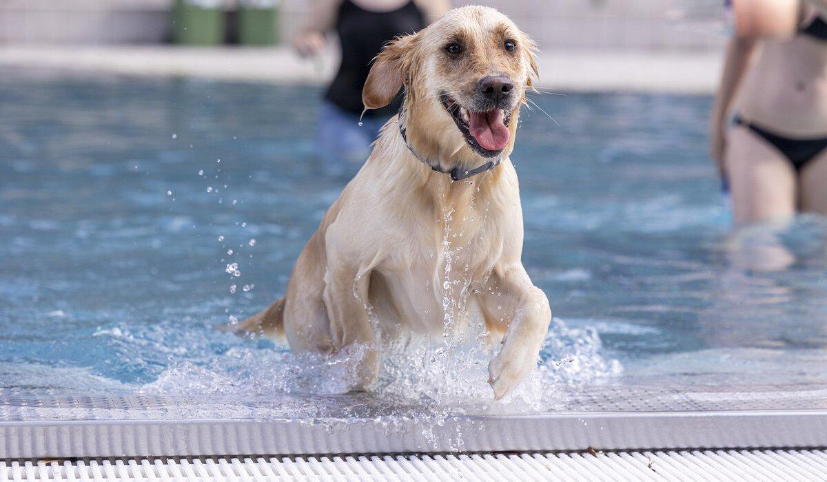 Hund spring aus dem Schwimmbecken