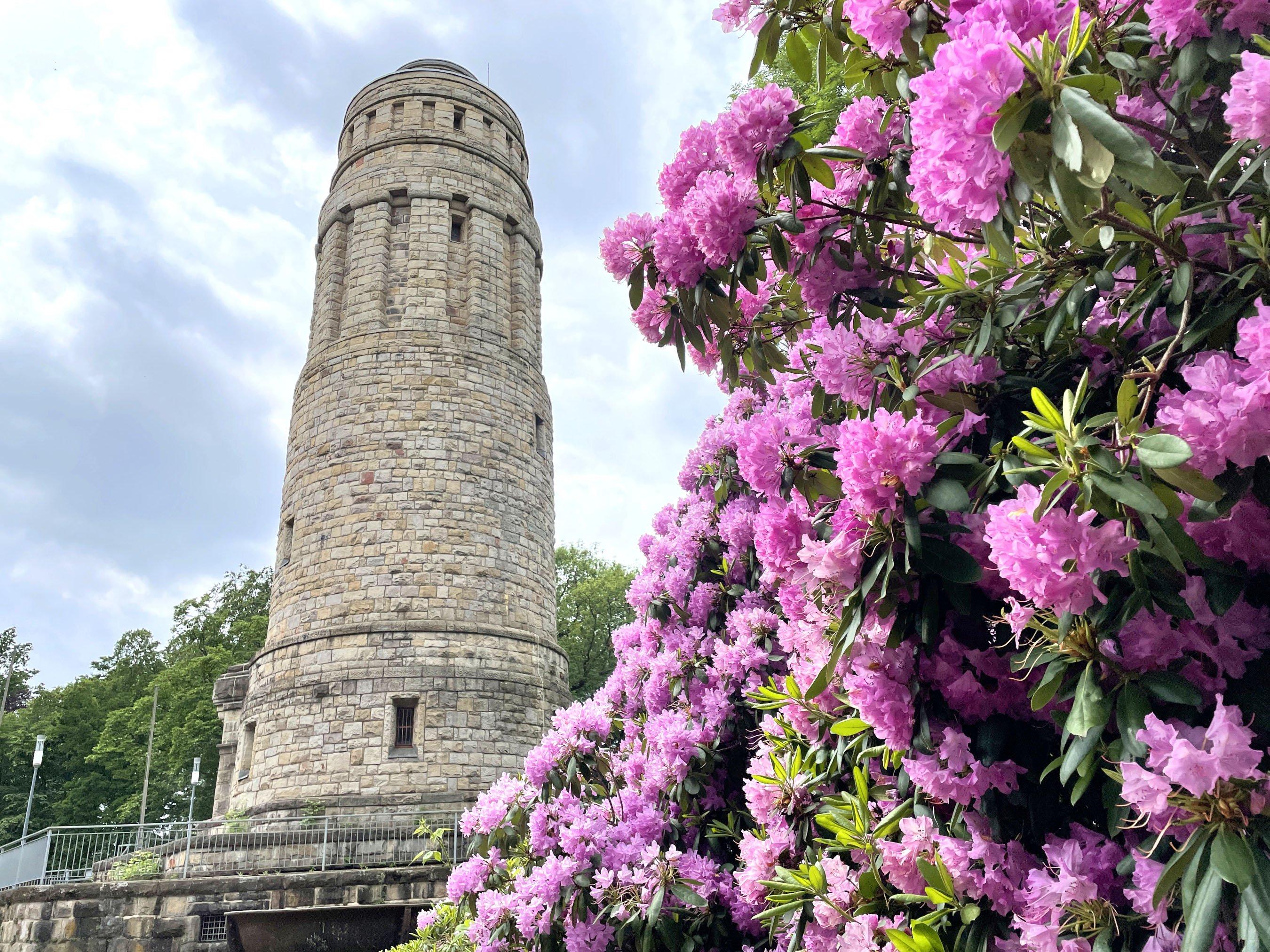 blühende Kirschblüte vor dem Bochumer Bismarckturm