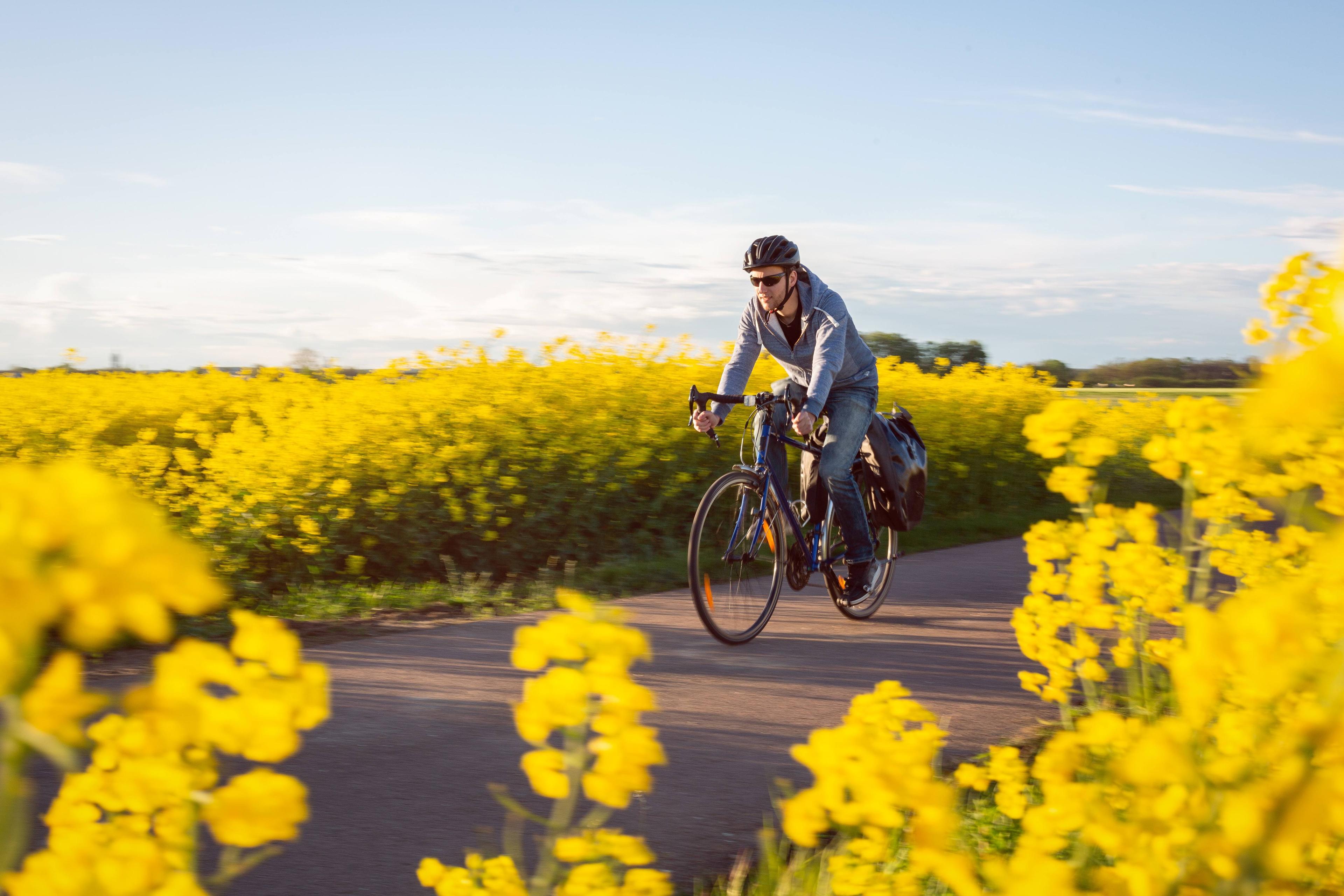Mann fährt zwischen blühenden Feldern Fahrrad